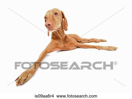 Picture - Studio portrait of vizsla dog lying down. Fotosearch
