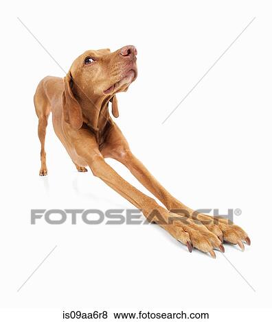 Stock Photo - Studio portrait of vizsla dog stretching out front legs. Fotosearch
