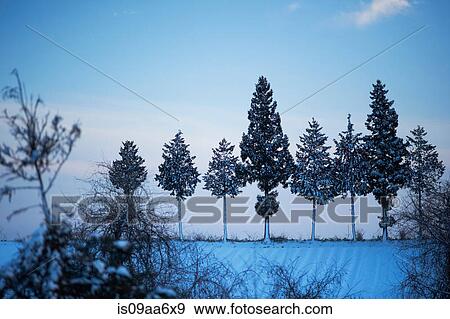 Winter trees in row at dusk View Large Photo Image Stock Photo - Winter trees in row at dusk. Fotosearch