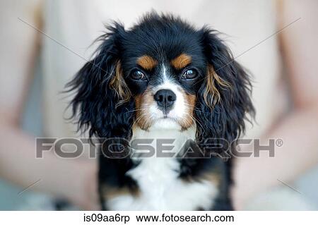 Woman holding king charles spaniel View Large Photo Image Stock Photography - Woman holding king charles spaniel. Fotosearch