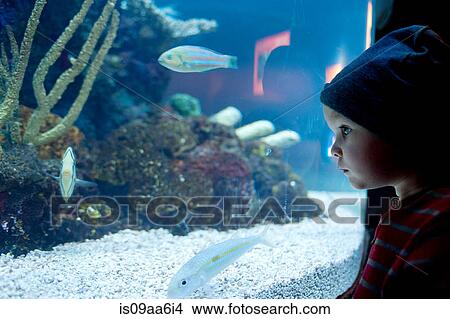 Young boy looking at fish in aquarium View Large Photo Image Picture - Young boy looking at fish in aquarium. Fotosearch