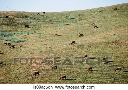 Cows feeding on pasture View Large Photo Image Stock Image - Cows feeding on pasture. Fotosearch