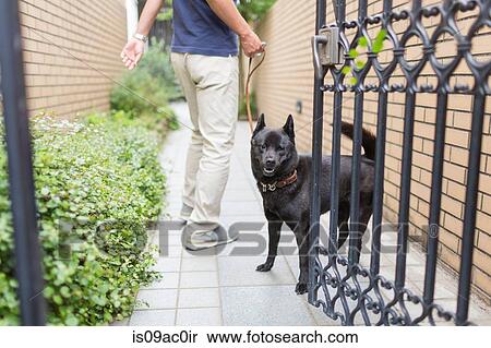 Dog looking out of gate View Large Photo Image Stock Photography - Dog looking out of gate. Fotosearch