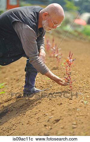 Farmer inspecting soil View Large Photo Image Stock Image - Farmer inspecting soil. Fotosearch