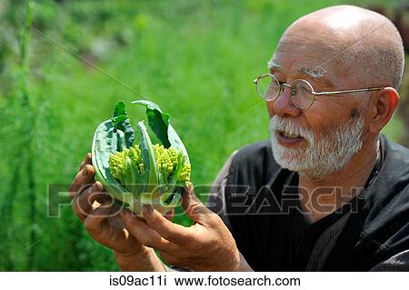 Man looking at romanesco cauliflower View Large Photo Image Stock Image - Man looking at romanesco cauliflower. Fotosearch