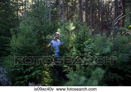 Stock Photo - Mature man walking through forest, Bath, Maine, USA. Fotosearch