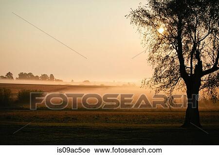 Mist over pastures at sunrise View Large Photo Image Stock Image - Mist over pastures at sunrise. Fotosearch