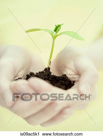 Stock Image - Seedling in cupped hands. Fotosearch