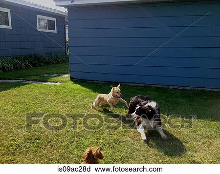 Three dogs chasing each other on grass View Large Photo Image Stock Image - Three dogs chasing each other on grass. Fotosearch