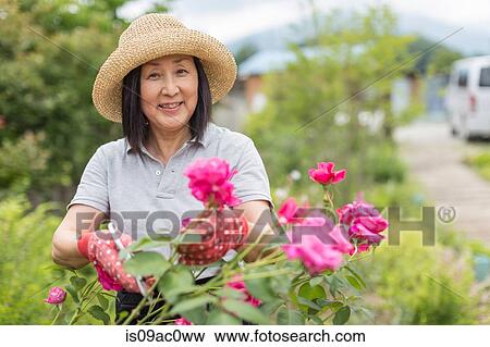 Stock Photo - Woman tending to rose bush. Fotosearch