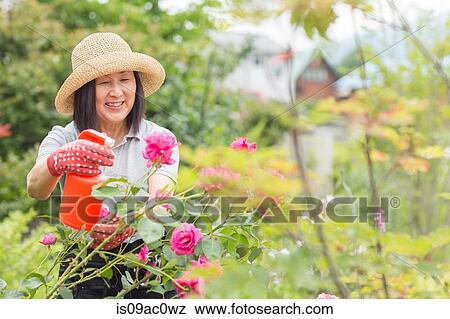 Woman tending to rose bush View Large Photo Image Stock Photo - Woman tending to rose bush. Fotosearch