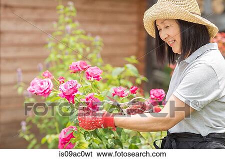 Woman tending to rose bush View Large Photo Image Stock Photograph - Woman tending to rose bush. Fotosearch
