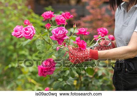 Woman tending to rose bush View Large Photo Image Stock Photography - Woman tending to rose bush. Fotosearch
