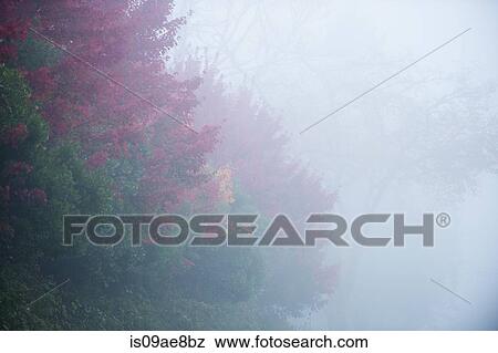 Autumn tree on foggy day View Large Photo Image Stock Photo - Autumn tree on foggy day. Fotosearch