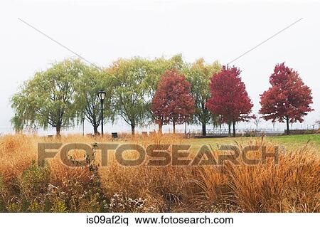 Autumn trees in mist, Bear Island, New York State, USA View Large Photo Image Stock Photography - Autumn trees in mist, Bear Island, New York State, USA. Fotosearch
