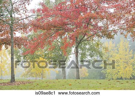Autumn trees on misty day View Large Photo Image Stock Image - Autumn trees on misty day. Fotosearch