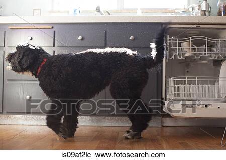 Cute pet dog in kitchen View Large Photo Image Stock Image - Cute pet dog in kitchen. Fotosearch