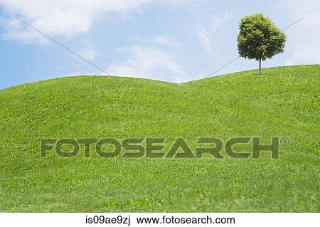 Digitally generated image of grassy hills and tree View Large Photo Image Stock Image - Digitally generated image of grassy hills and tree. Fotosearch