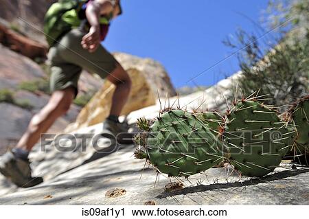 Female hiking up rock, Mount Wilson, Red Rock Canyon, Nevada, USA View Large Photo Image Stock Image - Female hiking up rock, Mount Wilson, Red Rock Canyon, Nevada, USA. Fotosearch