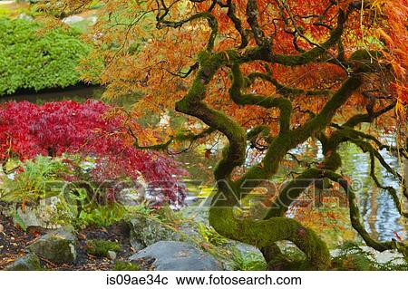 Stock Image - Japanese maple tree, Glacier National Park, Montana, USA. Fotosearch