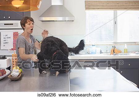 Naughty pet dog on top of kitchen counter View Large Photo Image Stock Photograph - Naughty pet dog on top of kitchen counter. Fotosearch