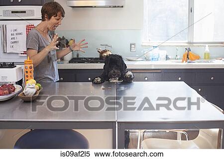 Naughty pet dog standing up at kitchen counter View Large Photo Image Stock Photography - Naughty pet dog standing up at kitchen counter. Fotosearch