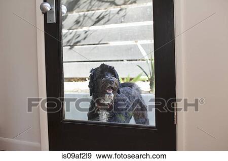 Pet Dog Looking Through Back Door Window Stock Photo Is09af2l9