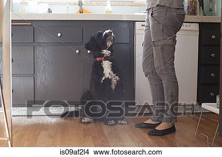 Pet dog looking up at owner in kitchen View Large Photo Image Picture - Pet dog looking up at owner in kitchen. Fotosearch
