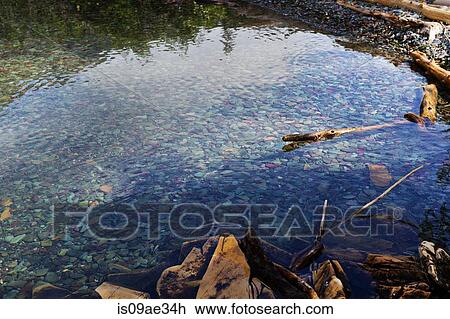 Pond with pebbles, Glacier National Park, Montana, USA View Large Photo Image Stock Image - Pond with pebbles, Glacier National Park, Montana, USA. Fotosearch