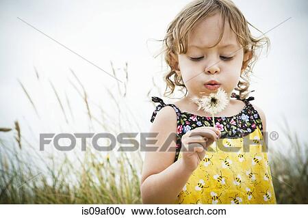 Portrait of female toddler with dandelion clock View Large Photo Image Stock Photo - Portrait of female toddler with dandelion clock. Fotosearch