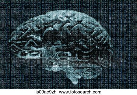 Studio shot of brain and data View Large Photo Image Stock Image - Studio shot of brain and data. Fotosearch