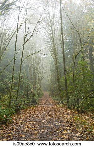 Walkway through forest View Large Photo Image Stock Image - Walkway through forest. Fotosearch