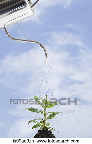 Watering can pouring droplets of water on plant View Large Photo Image Picture - Watering can pouring droplets of water on plant. Fotosearch
