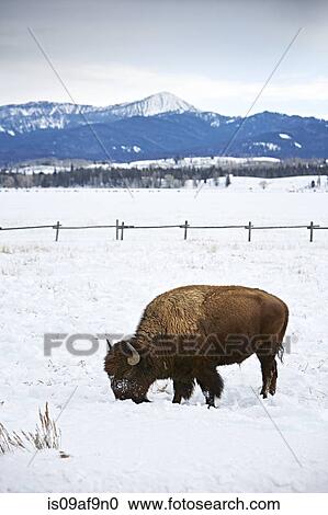 Stock Image - American buffalo grazing in snow, Grand Teton National Park, Wyoming, USA. Fotosearch