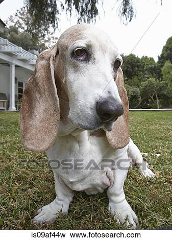 Close up of dog sitting on grass View Large Photo Image Stock Photo - Close up of dog sitting on grass. Fotosearch
