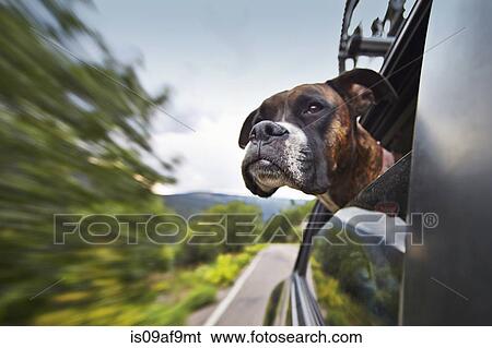 Dog looking out of car window whilst on the move View Large Photo Image Stock Photograph - Dog looking out of car window whilst on the move. Fotosearch