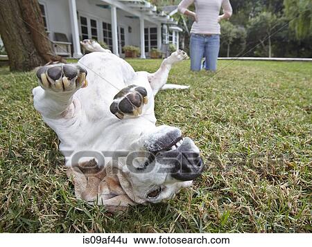 Dog rolling over on grass, woman in background View Large Photo Image Stock Photograph - Dog rolling over on grass, woman in background. Fotosearch