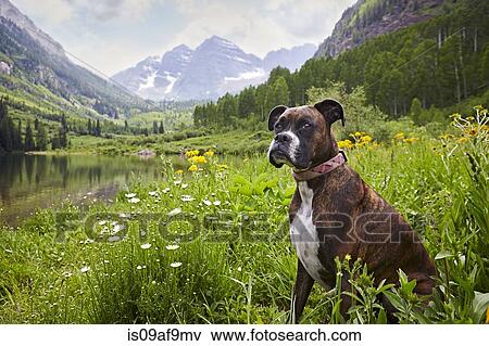 Stock Photo - Dog sitting in wildflower meadow, Aspen, Colorado, USA. Fotosearch