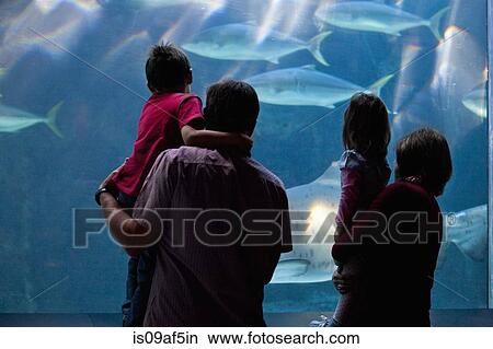 Grandparents and grandchildren looking at fish in aquarium View Large Photo Image Picture - Grandparents and grandchildren looking at fish in aquarium. Fotosearch