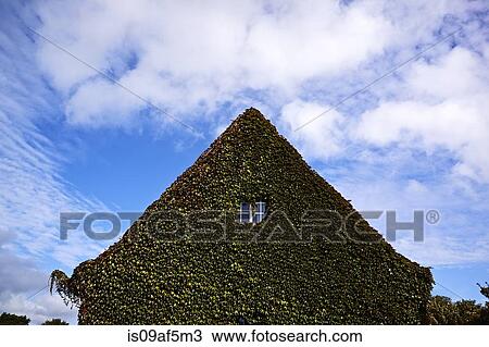 House gable overgrown with ivy View Large Photo Image Stock Image - House gable overgrown with ivy. Fotosearch