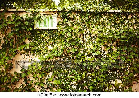 Ivy covered wall and exit sign View Large Photo Image Stock Image - Ivy covered wall and exit sign. Fotosearch