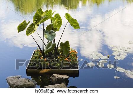 Marigold (Tagetes Patula) and Elephant-ear (Colocasia) in floating flower box View Large Photo Image Stock Image - Marigold (Tagetes Patula) and Elephant-ear (Colocasia) in floating flower box. Fotosearch