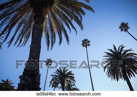 Stock Image - Palm trees against blue sky, Beverly Hills. Fotosearch