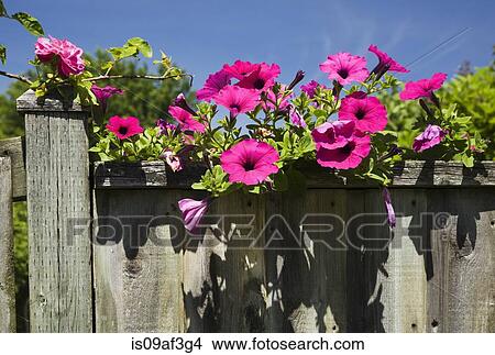 Picture - Petunia on old wooden fence (Petunia x hybrida Purple Wave). Fotosearch