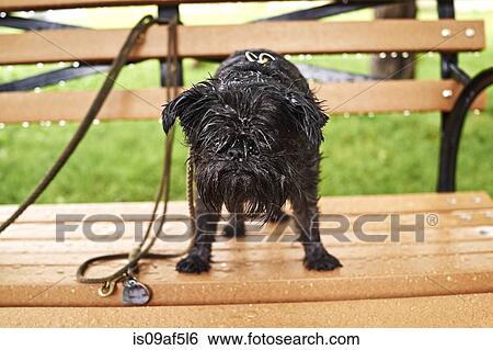 Stock Photograph - Portrait of a wet dog standing on park bench in rain. Fotosearch