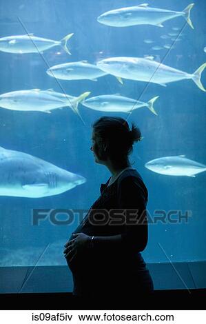 Pregnant mid adult woman watching fish in aquarium View Large Photo Image Stock Photo - Pregnant mid adult woman watching fish in aquarium. Fotosearch