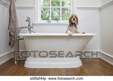 Puppy inside bathtub View Large Photo Image Stock Photography - Puppy inside bathtub. Fotosearch