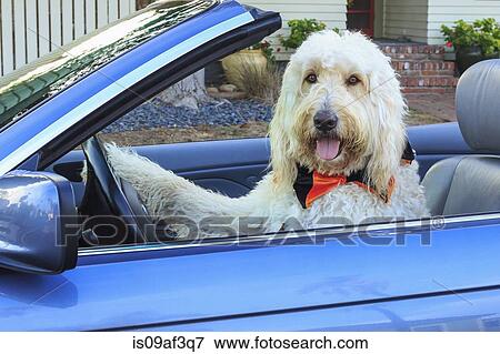 Shaggy white doodle dog driving convertible View Large Photo Image Stock Photo - Shaggy white doodle dog driving convertible. Fotosearch