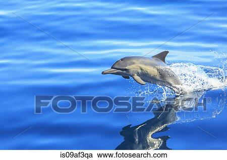 Single Long-beaked Common Dolphin (Delphinus capesis) jumping out of ocean, San Diego, California, USA View Large Photo Image Stock Image - Single Long-beaked Common Dolphin (Delphinus capesis) jumping out of ocean, San Diego, California, USA. Fotosearch