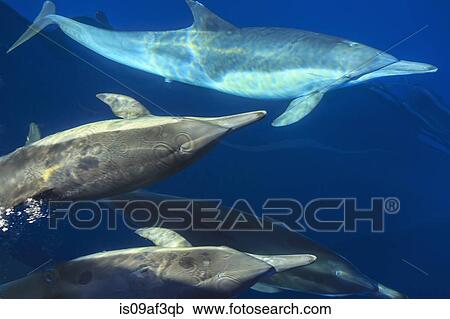 Small group of Long-beaked Common Dolphins (Delphinus capesis) swimming underwater, San Diego, California, USA View Large Photo Image Stock Image - Small group of Long-beaked Common Dolphins (Delphinus capesis) swimming underwater, San Diego, California, USA. Fotosearch